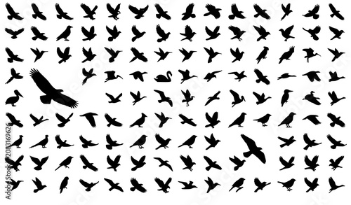 Flying Bird Silhouette Collection Vector with 100 Isolated Bird Flight Shapes for Nature Wildlife Tattoo and Design