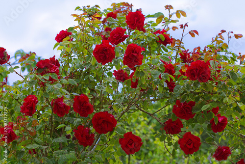 Red climbing rose isolated on sky background.