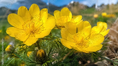Vibrant yellow pheasant's eye flowers blooming in a mountainous landscape, capturing the bright beauty of alpine spring nature photography in a meadow.
