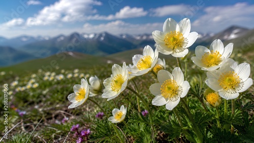 A stunning close-up shot of delicate white spring wildflowers with bright yellow centers growing in a high-altitude mountain meadow landscape.