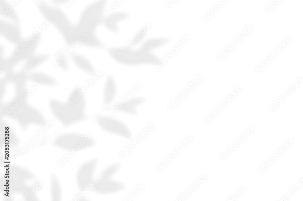 Fototapeta premium Subtle Leaf Shadows in Soft Grey Background. Delicate Natural Foliage Overlay Creating a Calm and Serene Atmosphere. Ideal for Minimalist Design Projects