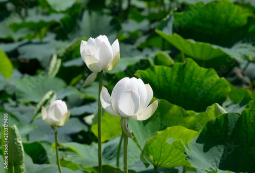 レンコン畑の白い蓮の花