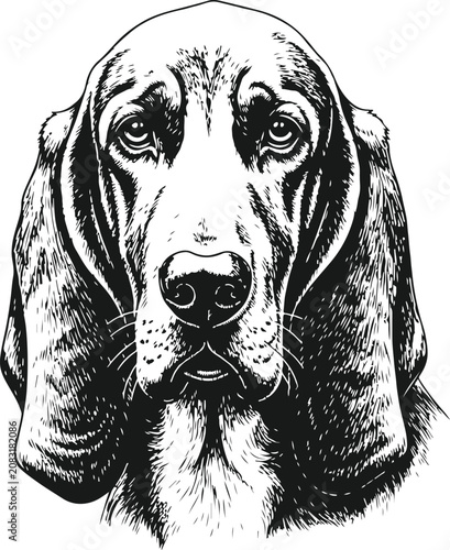 Fotografie Basset Hound Portrait: A striking black and white illustration captures the soulful gaze of a Basset Hound, with its characteristic droopy ears and expressive eyes