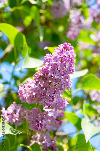 Lilac flower isolated on blue sky background