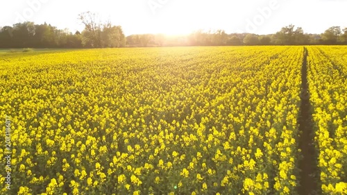Expansive field of vibrant yellow flowers illuminated by warm sunset light, showcasing a continuous view of blooming blossoms and lush greenery in a serene landscape
