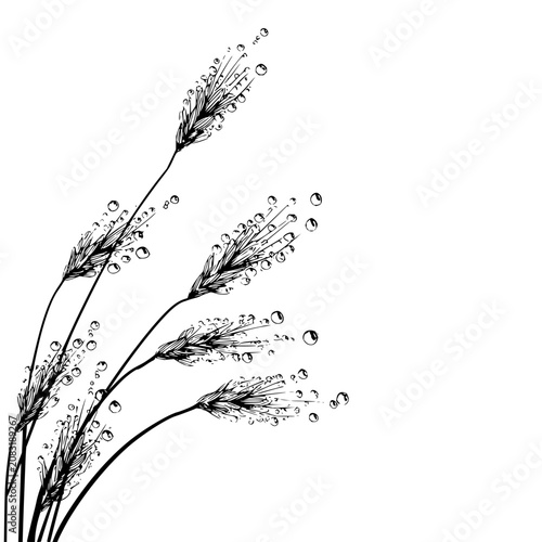Wheat stalks with dew drops artistic illustration creates a peaceful and serene feeling image design