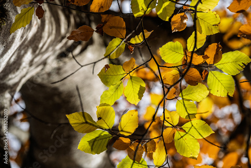 Sunlit Autumn Beech Leaves in Vibrant Green and Yellow Colors, Macro Detail of Fall Foliage with Blurred Tree Trunk Background in Forest