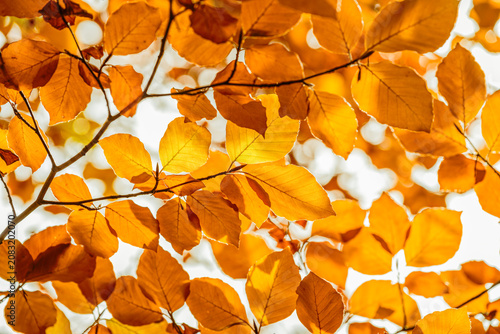 Vibrant Golden Autumn Beech Leaves against Bright Sky, Macro Detail of Colorful Fall Foliage with Backlit Sunlight in Forest Canopy