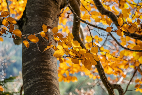Golden Autumn Beech Leaves on Branches against Blurred Tree Trunk, Macro Detail of Vibrant Fall Foliage in Forest