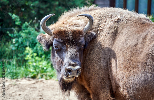 Head of a wild, adult bison in an enclosure