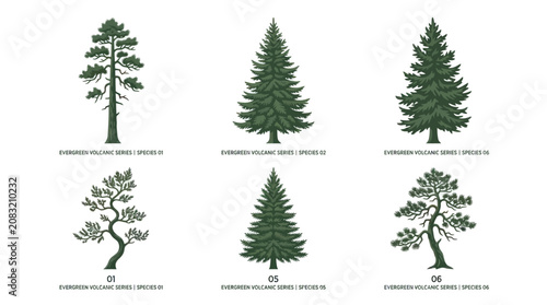 Fotografie Collection of evergreen tree illustrations