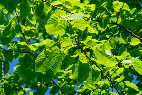 Bright green Leaves of Tilia caucasica (Tilia platyphyllos) linden tree on green background. Natural concept of spring, the beginning of new life. Selective focus.