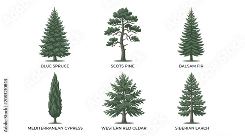Canvas Print Collection of evergreen trees illustration