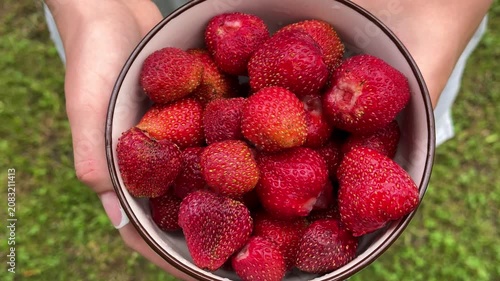 Fresh ripe strawberries in a bowl held by hands outdoors in a garden. Organic fruit, healthy food, summer harvest, homegrown berries, seasonal.