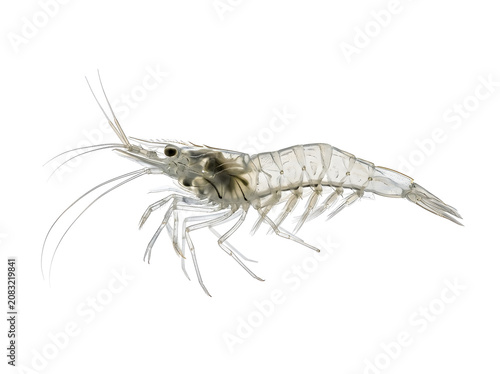 Shrimp translucent crustacean profile studio shot, isolated on transparent background