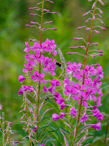 Foto Chamaenerium angustifolium, or Fireweed narrow-leaved ( Epilobium angustifolium)