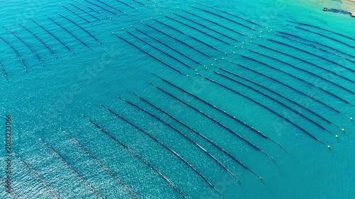 A mussel farm is present in the coastal area. Long lines stretch across the water, showing the setup used for growing mussels on the surface.
