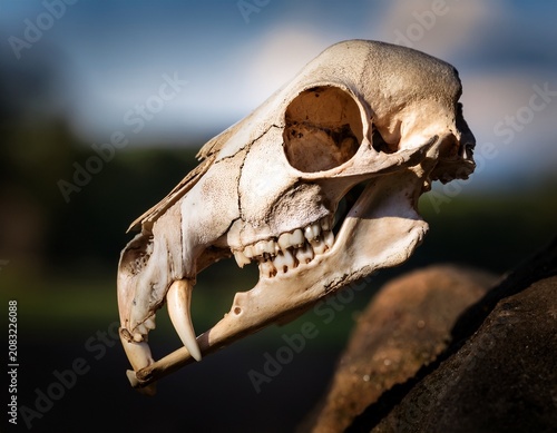 close up of an animal skull with sharp teeth on a blurred background dramatic detailed shot suitable for scientific educational and creative commercial projects