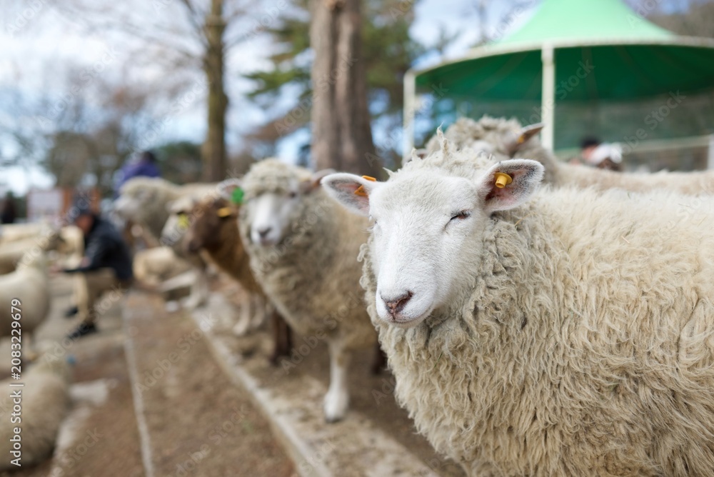 Fototapeta premium 土の地面に立つ羊の群れと牧場の屋外風景 Flock of sheep standing on a dirt enclosure in a farm setting 