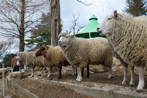 Photography 土の地面に立つ羊の群れと牧場の屋外風景  
Flock of sheep standing on a dirt enclosure in a farm sett