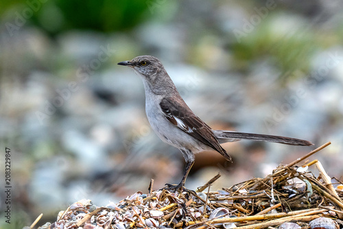 A Catbird