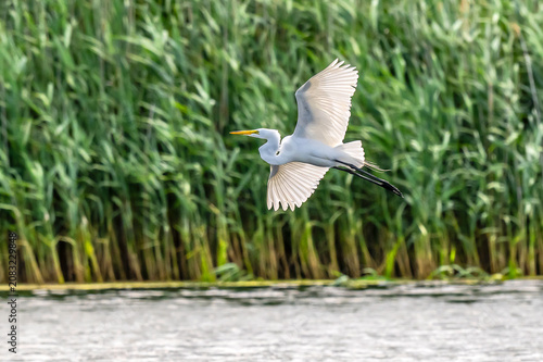 A snowy egret in flight
