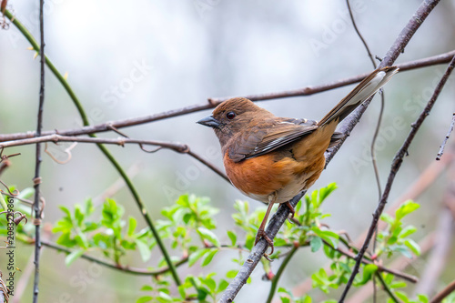 Eastern Towhee