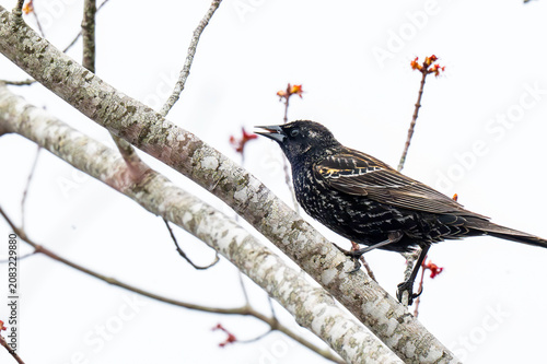 A European Starling 