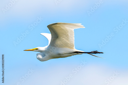 An Egret in flight
