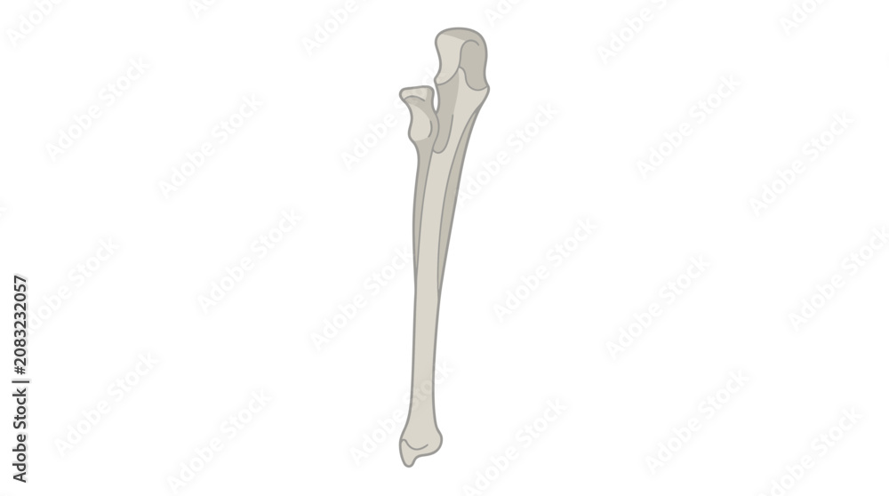 Photos Human Ulna Bone Vector Illustration