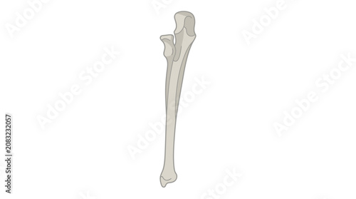 Photos Human Ulna Bone Vector Illustration