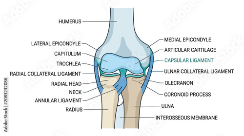 Photos Human Elbow Joint Anatomy Infographic