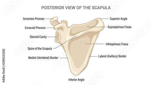Canvastavla Posterior View of the Scapula Anatomical Infographic