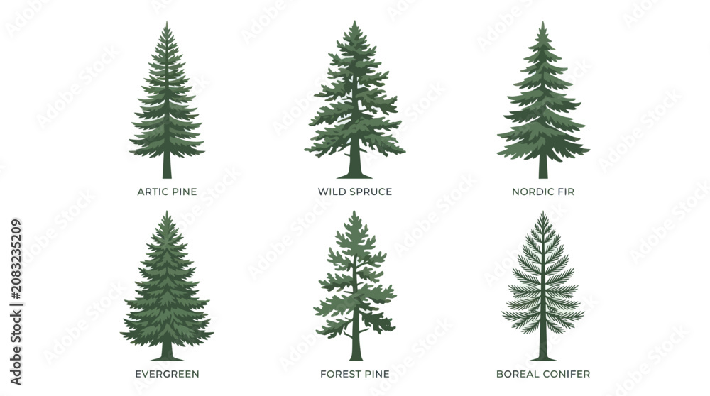 Obraz premium Various coniferous tree species collection