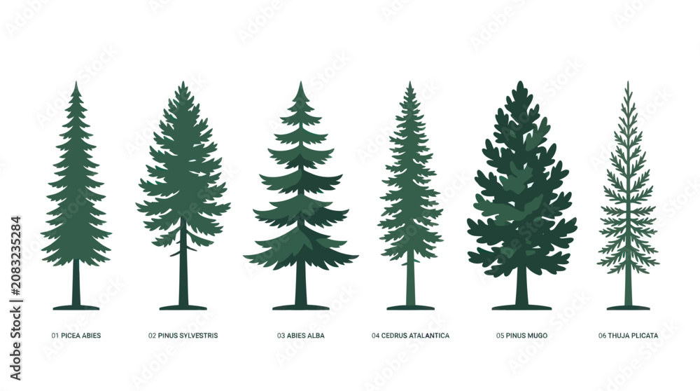 Obraz premium Various coniferous tree species illustration