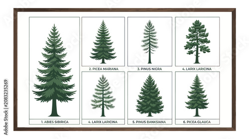 Fotografie Various coniferous tree species illustration