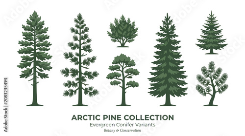 Obraz na plátně Various evergreen conifer tree illustrations