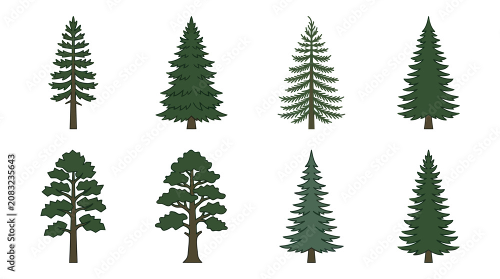 Obraz premium Variety of evergreen trees collection