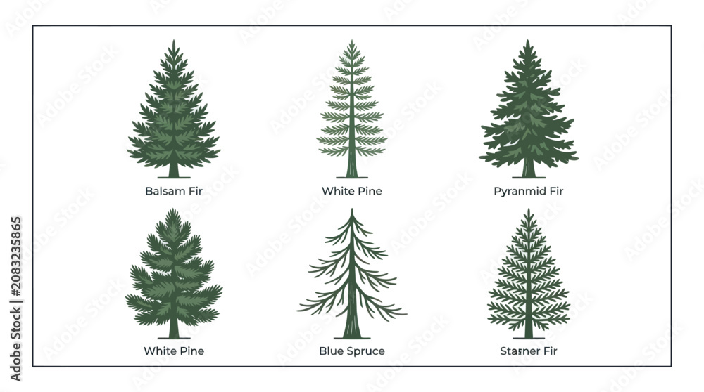 Obraz premium Various evergreen tree illustrations