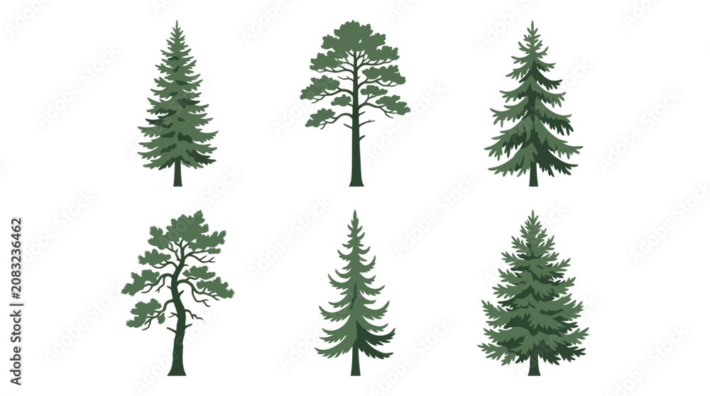 Obraz premium Various evergreen tree illustrations