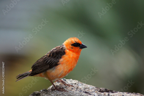 Foto Un petit oiseau rouge fody des Seychelles (Foudia sechellarum)