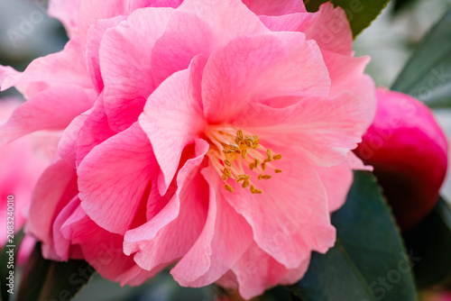 Bright pink flower blooms in the garden during spring season, attracting bees and butterflies to its petals and leaves