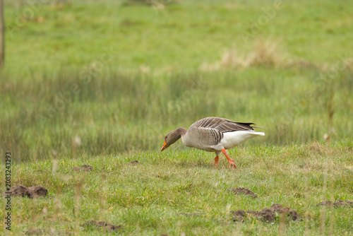 Fotografie Greylag goose searching for food in the meadow, greylag goose pecking in the gra