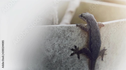 Gray gecko clings to a concrete wall and slowly climbs upward in soft natural light with a shallow depth of field