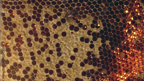 Macro view of a honeycomb with dark brood cells and glowing honey as a honeybee moves across the wax comb surface