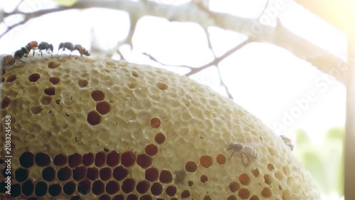 Close-up of honey bees crawling over a natural honeycomb hanging on a tree branch in warm sunlight, showing open wax cells and gentle insect movement