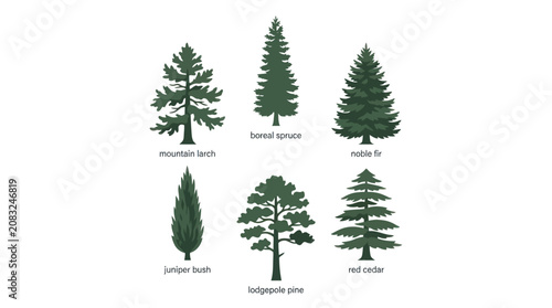 Cuadro en lienzo Various evergreen tree illustrations