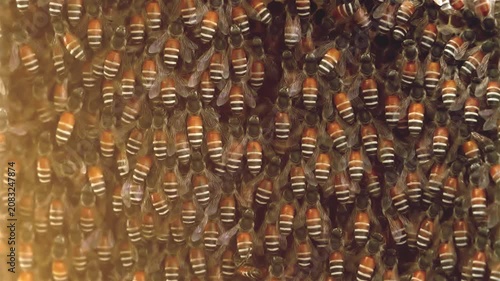 Close-up of a dense swarm of honey bees crawling and shifting together on a hive surface, showing striped abdomens and wings in constant collective motion