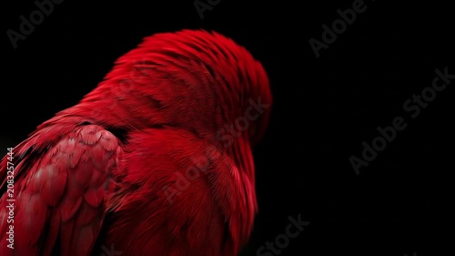 Close up of a vibrant red parrot against a stark black background