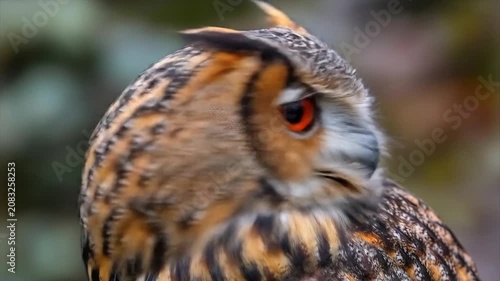 Close up of an owl with detailed feathers in natural setting